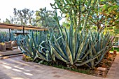 TAROUDANT, MOROCCO: DESIGNERS ARNAUD MAURIERES AND ERIC OSSART: BED OF AGAVES, SUCCULENTS, DRY, ARID, GARDENS