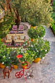 TAROUDANT, MOROCCO: DESIGNERS ARNAUD MAURIERES AND ERIC OSSART: ROOF GARDEN, OLIVES, TABLE, CHAIRS, YELLOW IN TERRACOTTA CONTAINERS WITH OLEANDERS, GARDENS, APRIL, PATIO, TERRACE