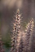 TAROUDANT, MOROCCO: DESIGNERS ARNAUD MAURIERES AND ERIC OSSART: CLOSE UP OF FLOWERS OF PENNISETUM SETACEUM. GRASSES, ARID, DRY, SPRING, APRIL, FEATHERY, ORNAMENTAL, PERENNIALS