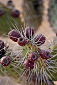TAROUDANT, MOROCCO: DESIGNERS ARNAUD MAURIERES AND ERIC OSSART: PLANT PORTRAIT OF PRICKLY PEAR CACTUS. SUCCULENTS, DRY, ARID, PURPLE, BROWN