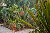 TAROUDANT, MOROCCO: DESIGNERS ARNAUD MAURIERES AND ERIC OSSART: CACTUS GARDEN IN COURTYARD. SUCCULENTS, CACTI, BORDERS