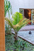 TAROUDANT, MOROCCO: DESIGNERS ARNAUD MAURIERES AND ERIC OSSART: DAR AL HOSSOUN, WATER FEATURE, POOL, POND, PALM, COURTYARD