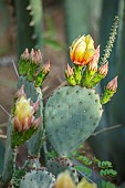 TAROUDANT, MOROCCO: DESIGNERS ARNAUD MAURIERES AND ERIC OSSART: YELLOW, RED FLOWERS OF PRICKLY PEAR CACTUS, OPUNTUS FICUS INDICA