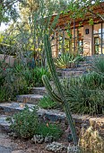 TAROUDANT, MOROCCO: DESIGNERS ARNAUD MAURIERES AND ERIC OSSART: QUARRY GARDEN WITH CACTI AND SUCCULENTS, STEPS, EXOTICS, MEDITERRANEAN