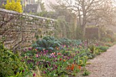 GRAVETYE MANOR SUSSEX: SPRING, APRIL, COUNTRY, GARDEN, MIST, MISTY, BORDER WITH TULIPS AND CARDOON BESIDE WALL. BULBS