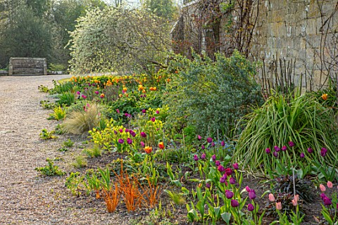 GRAVETYE_MANOR_SUSSEX_SPRING_APRIL_ENGLISH_COUNTRY_HOUSE_GARDEN_TULIPS_IN_GRAVEL_BESIDE_THE_WALL