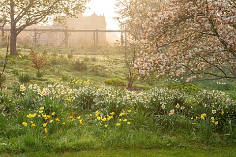 GRAVETYE_MANOR_SUSSEX_SPRING_APRIL_COUNTRY_GARDEN_DAFFODILS_LEUCOJUM_AND_AMELANCHIER_IN_THE_ORCHARD_