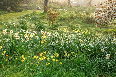 GRAVETYE_MANOR_SUSSEX_SPRING_APRIL_COUNTRY_GARDEN_DAFFODILS_LEUCOJUM_AND_AMELANCHIER_IN_THE_ORCHARD
