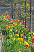 GRAVETYE MANOR SUSSEX: SPRING, APRIL, COUNTRY, GARDEN, TULIPS IN THE WALLED GARDEN. CUTTING, FLOWERS FOR CUTTING, CUTTING GARDEN