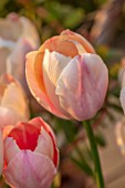 GRAVETYE MANOR SUSSEX: CLOSE UP OF APRICOT FLOWERS OF TULIP - TULIPA APRICOT IMPRESSION. BULBS