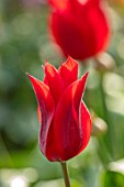 GRAVETYE MANOR SUSSEX: CLOSE UP OF RICH, RED FLOWERS OF TULIP - TULIPA LASTING LOVE. BULBS