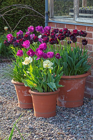 MORTON_HALL_WORCESTERSHIRE_TULIPS_IN_TERRACOTTA_CONTAINERS_APRIL_SPRING_BULBS_GRAVEL_TULIPA_NEGRITA_