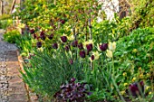 MORTON HALL, WORCESTERSHIRE: TULIPS IN THE KITCHEN GARDEN, APRIL, SPRING, BORDERS, BULBS. TULIPA CAFE NOIR AND MOONLIGHT GIRL