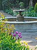 MORTON HALL, WORCESTERSHIRE: TULIPS IN THE BORDER IN SOUTH GARDEN, FOUNTAIN BEHIND. WATER, BULBS, SPRING, APRIL. TULIPA BLUE DIAMOND, SAPPORO