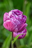 MORTON HALL, WORCESTERSHIRE: CLOSE UP PORTRAIT OF PINK FLOWERS OF TULIP - TULIPA BLUE DIAMOND, PETALS, BLOOMS, BLOOMING, FLOWERING, BULBS