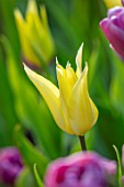 MORTON HALL, WORCESTERSHIRE: CLOSE UP PORTRAIT OF YELLOW FLOWERS OF TULIP - TULIPA SAPPORO, PETALS, BLOOMS, BLOOMING, FLOWERING, BULBS