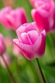 MORTON HALL, WORCESTERSHIRE: CLOSE UP PORTRAIT OF PINK FLOWERS OF TULIP - TULIPA SAUTERNES, PETALS, BLOOMS, BLOOMING, FLOWERING, BULBS