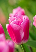 MORTON HALL, WORCESTERSHIRE: CLOSE UP PORTRAIT OF PINK FLOWERS OF TULIP - TULIPA SAUTERNES, PETALS, BLOOMS, BLOOMING, FLOWERING, BULBS
