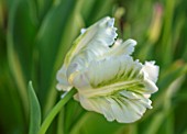 MORTON HALL, WORCESTERSHIRE: CLOSE UP PORTRAIT OF GREEN, WHITE, FLOWERS OF TULIP - TULIPA WHITE REBEL, PETALS, BLOOMS, BLOOMING, FLOWERING, BULBS