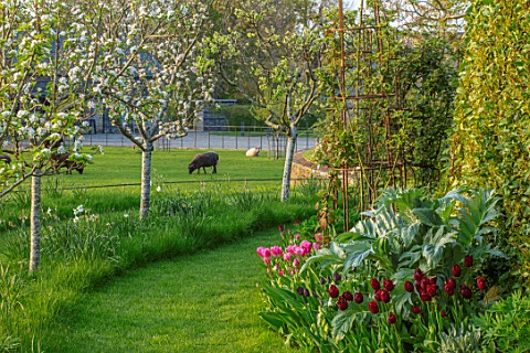 MORTON_HALL_WORCESTERSHIRE_THE_MEADOW_AT_SUNSET_FIELD_WITH_SHEEP_ORCHARD_WITH_APPLE_TREES__MALUS_SCR