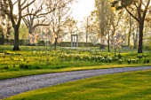 MORTON HALL, WORCESTERSHIRE: THE MEADOW AT SUNRISE. WHITE FLOWERS OF PRUNUS FRAGRANT CLOUD, SHIZUKA, SCENTED, APRIL, SPRING, TREES, DAFFODILS, NARCISSI, MONOPTEROS, CURVED, DRIVE