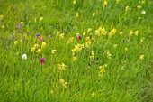 MORTON HALL, WORCESTERSHIRE: FRITILLARIA MELEAGRIS, SNAKES HEAD FRITILLARY, COWSLIPS, MEADOWS, SPRING, APRIL, BULBS, YELLOW FLOWERS