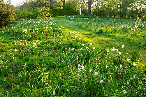 MORTON_HALL_WORCESTERSHIRE_THE_MEADOW_IN_APRIL_SPRING_SNAKES_HEAD_FRITILLARY_FRITILLARIA_MELEAGRIS_D