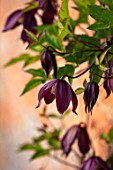 MORTON HALL, WORCESTERSHIRE: CLOSE UP OF PURPLE FLOWERS OF CLEMATIS ALPINA BRUNETTE. CLIMBERS, CLIMBING