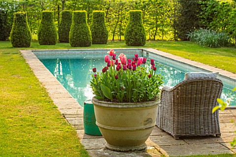 THE_OLD_VICARAGE_WORMLEIGHTON_WARWICKSHIRE_CONTAINERS_FILLED_WITH_TULIPS_SWIMMING_POOL_LOUNGERS_SPRI