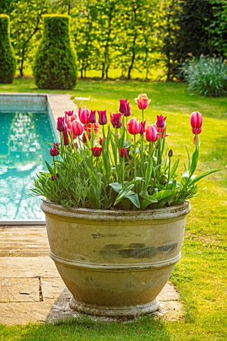 THE_OLD_VICARAGE_WORMLEIGHTON_WARWICKSHIRE_CONTAINERS_FILLED_WITH_TULIPS_SWIMMING_POOL_SPRING_APRIL_