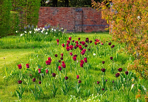 THE_OLD_VICARAGE_WORMLEIGHTON_WARWICKSHIRE_MEADOW_WITH_GRASS_SQUARES_NATURALISTIC_PLANTING_OF_TULIPS