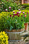 THE OLD VICARAGE, WORMLEIGHTON, WARWICKSHIRE: WOODEN TUBS, HALF BARREL, CONTAINERS PLANTED WITH TULIPS - TULIPA REMS FAVOURITE. BULBS, GRAVEL, COURTYARD, PATIO