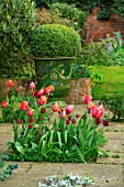 THE OLD VICARAGE, WORMLEIGHTON, WARWICKSHIRE: STONE PATIO, TULIPSAPRICOT IMPRESSION, JAN REUS, BOX BALLS IN GREEN GLAZED PLANTERS, CONTAINERS. LAWN, CLIPPED TOPIARY BUXUS