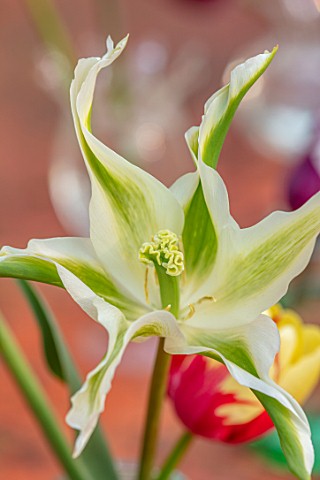 THE_OLD_VICARAGE_WORMLEIGHTON_WARWICKSHIRE_CLOSE_UP_OF_GREEN_AND_WHITE_FLOWER_OF_TULIP_TULIPA_SPRING