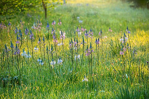 MORTON_HALL_WORCESTERSHIRE_THE_MEADOW_IN_SPRING_WITH_WILDFLOWERS_CAMASSIA_LEICHTLINII_CAERULEA_CAMAS