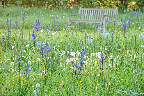 MORTON_HALL_WORCESTERSHIRE_THE_MEADOW_IN_SPRING_WITH_WILDFLOWERS_CAMASSIA_LEICHTLINII_CAERULEA_CAMAS