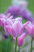 MORTON HALL, WORCESTERSHIRE: PALE PINK FLOWERS OF TULIP, TULIPA CHINA PINK. BULBS, SPRING, APRIL