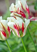 MORTON HALL, WORCESTERSHIRE: RED, GREEN AND WHITE FLOWERS OF TULIP, TULIPA FLAMING SPRING GREEN. BULBS, SPRING, APRIL