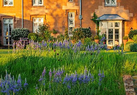 THE_OLD_VICARAGE_WORMLEIGHTON_WARWICKSHIRE_DESIGNER_ANGEL_COLLINS__HOUSE__LAWN_WITH_CAMASSIA_LEICHTL