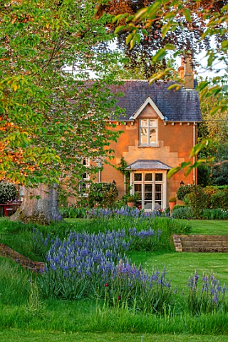 THE_OLD_VICARAGE_WORMLEIGHTON_WARWICKSHIRE_DESIGNER_ANGEL_COLLINS__HOUSE__LAWN_WITH_CAMASSIA_LEICHTL