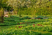 THE OLD VICARAGE, WORMLEIGHTON, WARWICKSHIRE: MEADOW PLANTING OF DARK RED, PINK TULIPS.TULIPA BURGUNDY. NATURALIZED, DRIFTS, MEADOWS, SPRING
