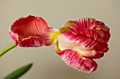 MARBURY HALL, SHROPSHIRE: DESIGNER SOFIE PATON-SMITH: PINK AND WHITE PARROT TULIP IN VASE IN THE FLOWER ROOM. ARRANGEMENTS, CUTTING, GARDEN, CUT, FLOWERS, SPRING