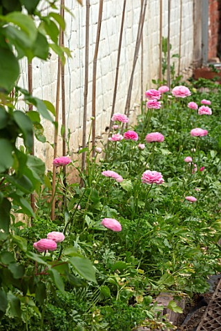MARBURY_HALL_SHROPSHIRE_DESIGNER_SOFIE_PATONSMITH_RANUNCULUS_GROWING_IN_THE_GREENHOUSE