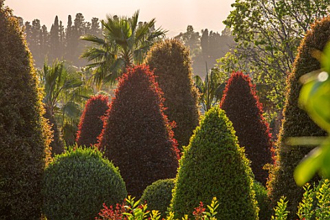 RADICEPURA_GARDEN_FESTIVAL_SICILY_ITALY_CLIPPED_TOPIARY_SHAPES_WITH_ETNA_IN_THE_BACKGROUND_SUNRISE