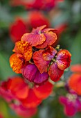 CLOSE UP PLANT PORTRAIT OF THE DARK RED FLOWERS OF WALLFLOWER, ERYSIMUM WINTER PASSION. WALLFLOWERS, CHEIRANTHUS, BIENNIALS
