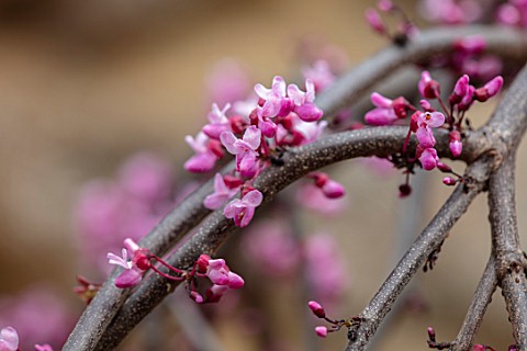 CLOSE_UP_PLANT_PORTRAIT_OF_THE_PINK_FLOWERS_OF_CERCIS_CANADENSIS_RUBY_FALLS_CORNUS_DOGWOODS_TREES