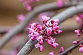 CLOSE UP PLANT PORTRAIT OF THE PINK FLOWERS OF CERCIS CANADENSIS RUBY FALLS. CORNUS, DOGWOODS, TREES
