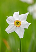 MORTON HALL, WORCESTERSHIRE: CLOSE UP PORTRAIT OF WHITE, YELLOW, ORANGE FLOWERS OF DAFFODIL - NARCISSUS POETICUS VAR. RECURVUS. BULBS, FLOWERING, SPRING, NARCISSI