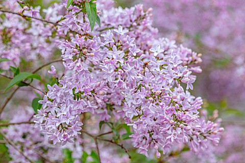 MORTON_HALL_WORCESTERSHIRE_CLOSE_UP_PORTRAIT_OF_PALE_LILAC_FLOWERS_OF_SYRINGA_X_PERSICA_PERSIAN_LILA