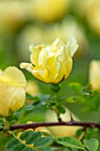 MORTON HALL, WORCESTERSHIRE: CLOSE UP PORTRAIT OF CREAM, YELLOW FLOWERS OF - ROSA XANTHINA F. HUGONIS, HUGOS ROSE. FLOWERING, SPRING, SHRUBS, SCENTED, FRAGRANT